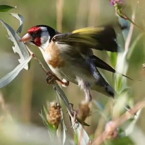 European Goldfinch