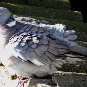 Common Wood-pigeon