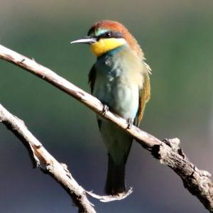 European Bee-eater