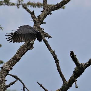 Carrion Crow