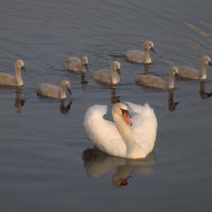 Mute Swan