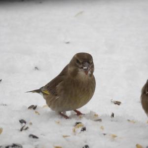 European Greenfinch