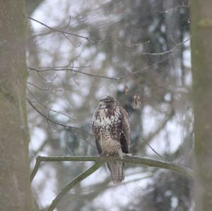 Mäusebussard