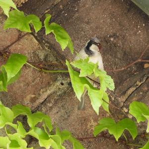 House Sparrow