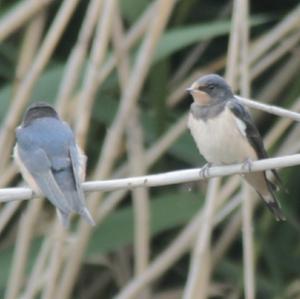 Barn Swallow