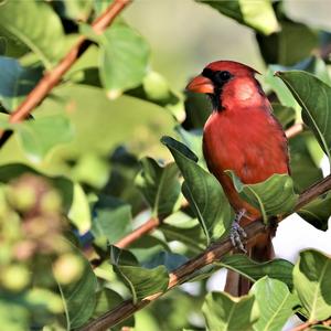 Northern Cardinal