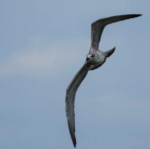 Herring Gull