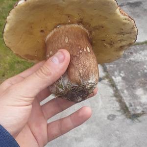 Summer Bolete