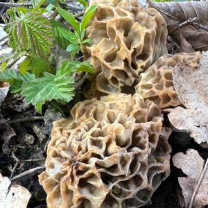 Yellow Morel