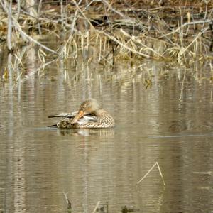 Northern Shoveler