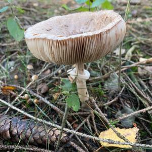 Shaggy Parasol