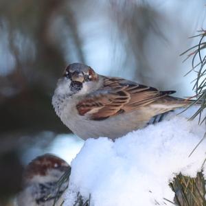 House Sparrow