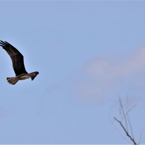 Osprey