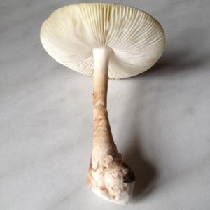 Gemmed Amanita