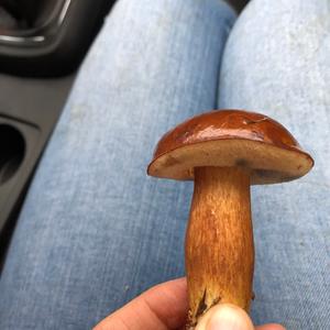 Bay Bolete