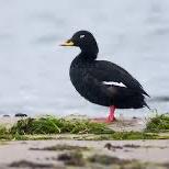 Velvet Scoter