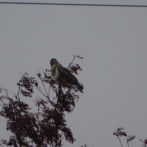 Common Buzzard