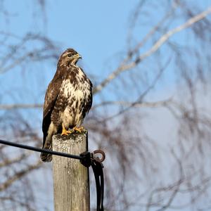 Mäusebussard