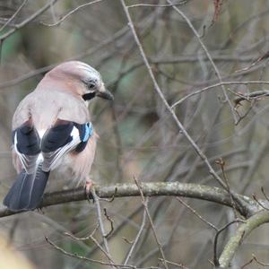 Eurasian Jay