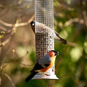 Eurasian Bullfinch