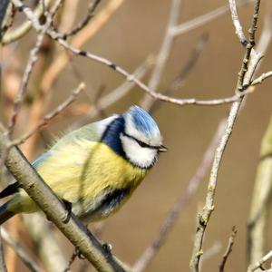 Blue Tit