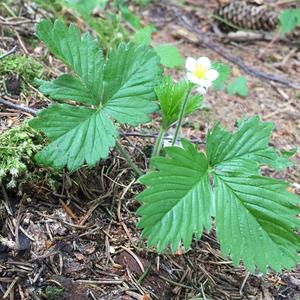 Wald-Erdbeere