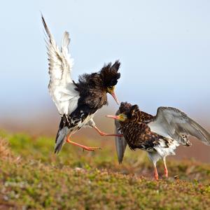 Kampfläufer