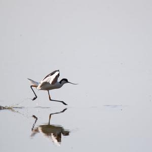 Pied Avocet