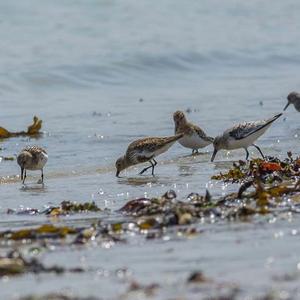 Dunlin