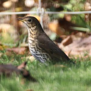 Song Thrush