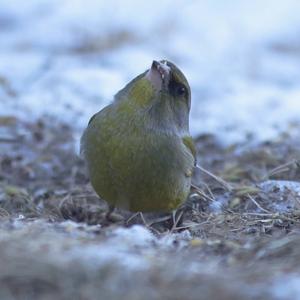 European Greenfinch