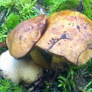 Parasitic Bolete