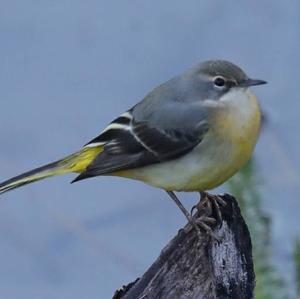 Grey Wagtail