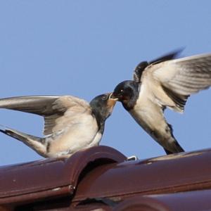 Barn Swallow