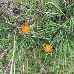 Orange hawkweed