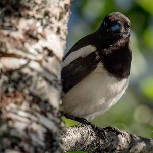 Black-billed Magpie