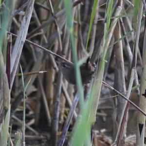 Winter Wren