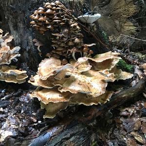 Black-staining Polypore