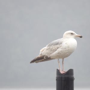 Herring Gull