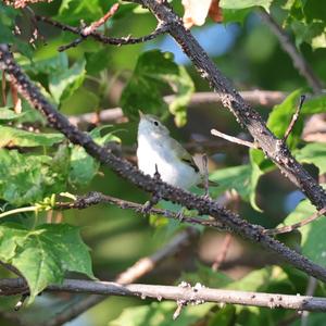 Bonelli's Warbler