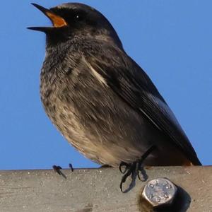 Black Redstart