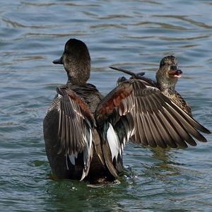 Gadwall