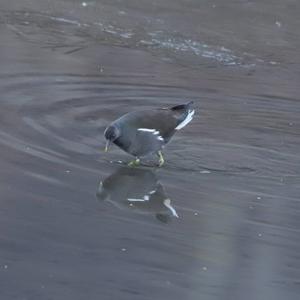 Common Moorhen