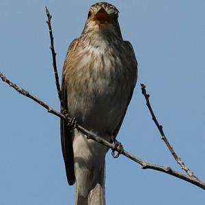 Spotted Flycatcher