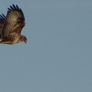 Mäusebussard