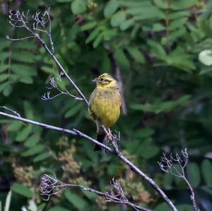 Yellowhammer