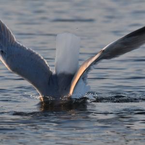 Herring Gull