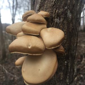 Oyster Mushroom