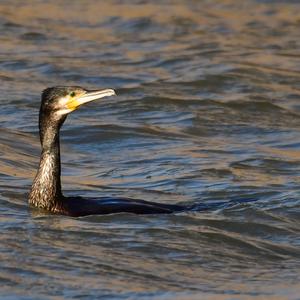 Great Cormorant