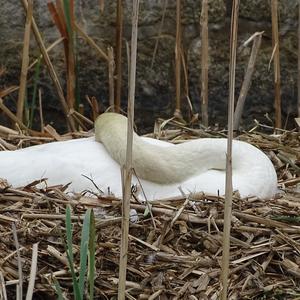 Mute Swan